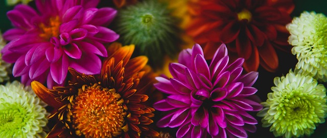 放弃续约梅 放弃续约梅